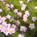 Oxalis polyphylla heptaphylla