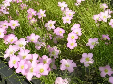 Oxalis polyphylla heptaphylla