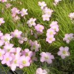 Oxalis polyphylla heptaphylla