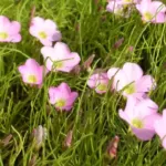 Oxalis polyphylla heptaphylla — Oxalis