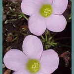 Oxalis polyphylla heptaphylla — polyphylla
