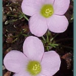 Oxalis polyphylla heptaphylla — photo 3