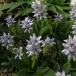 Scilla lingulata var ciliolata