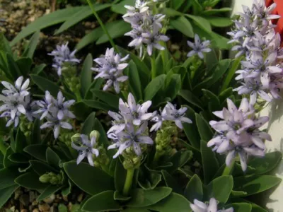 Scilla lingulata var ciliolata
