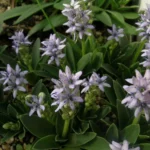 Scilla lingulata var ciliolata