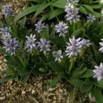 Scilla lingulata var ciliolata — Scilla