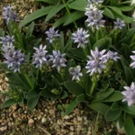 Scilla lingulata var ciliolata — photo 2