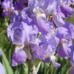 Iris pallida
