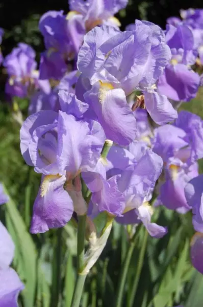 Iris pallida