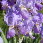 Iris pallida