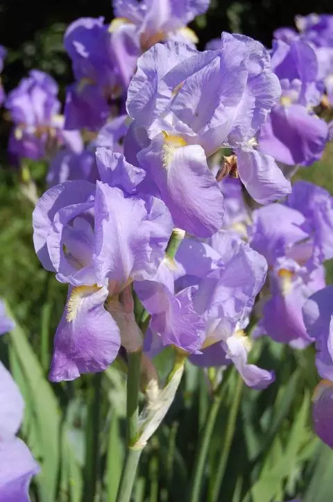 Iris pallida