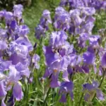 Iris pallida — Iris