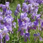 Iris pallida — photo 2