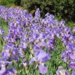 Iris pallida — pallida