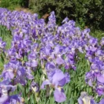 Iris pallida — photo 3