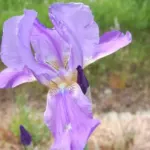 Iris pallida — Iris de Dalmatie