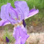 Iris pallida — photo 4