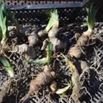 Iris pallida — photo 5