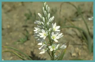 Ornithogalum narbonense