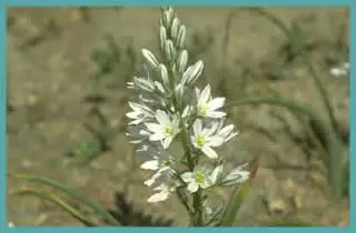 Ornithogalum narbonense