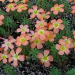 Oxalis massoniana