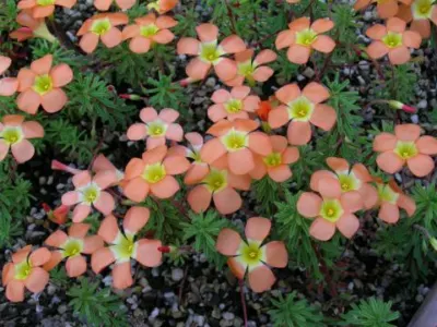 Oxalis massoniana