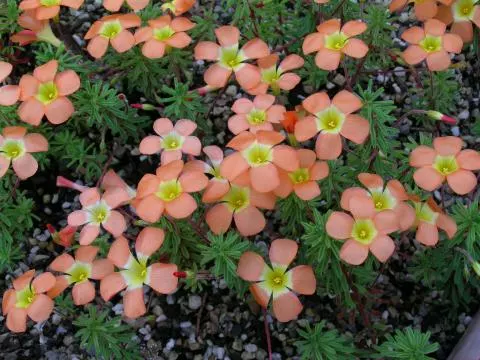 Oxalis massoniana