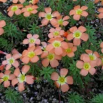 Oxalis massoniana