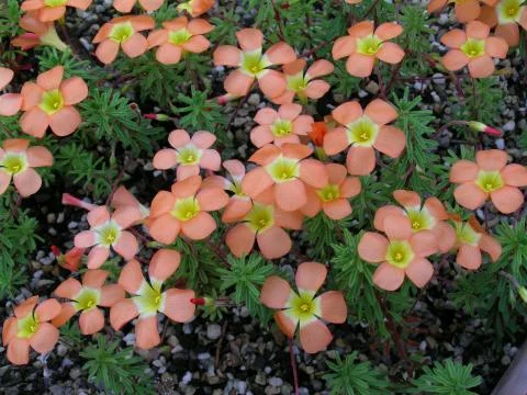 Oxalis massoniana