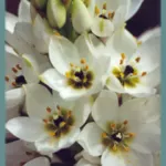 Ornithogalum thyrsoides
