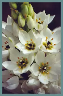 Ornithogalum thyrsoides