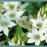 Ornithogalum thyrsoides — Chincherinchee