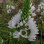 Ornithogalum thyrsoides — Ornithogalum