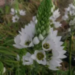 Ornithogalum thyrsoides — Ornithogalum