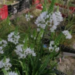 Ornithogalum thyrsoides — thyrsoides