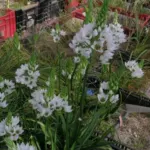 Ornithogalum thyrsoides — thyrsoides
