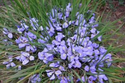 Iris unguicularis /1000
