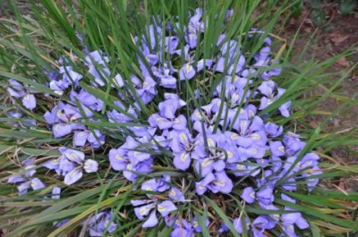 Iris unguicularis /1000