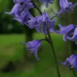 Hyacinthoides non-scripta
