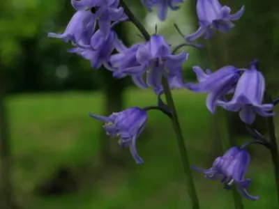 Hyacinthoides non-scripta