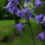 Hyacinthoides non-scripta