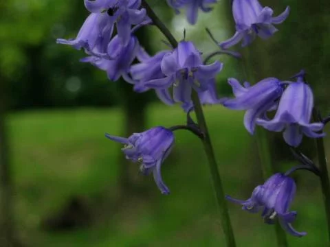 Hyacinthoides non-scripta