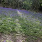 Hyacinthoides non-scripta — photo 2