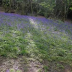 Hyacinthoides non-scripta — photo 2