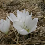 Colchicum speciosum ‘Album’