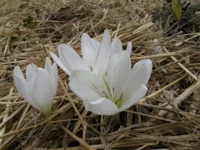 Colchicum speciosum ‘Album’