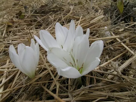 Colchicum speciosum ‘Album’