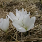 Colchicum speciosum &lsquo;Album&rsquo;