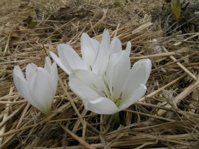 Colchicum speciosum &lsquo;Album&rsquo;