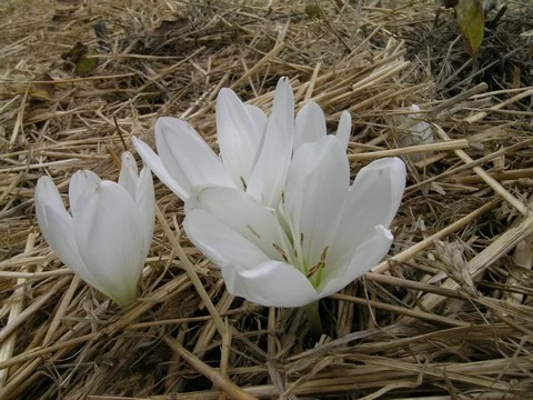 Colchicum speciosum &lsquo;Album&rsquo;